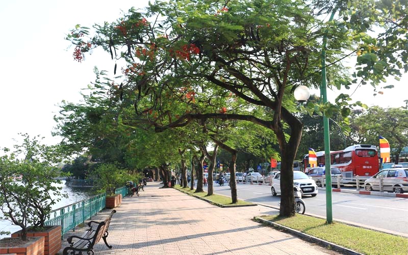Cây phượng vĩ