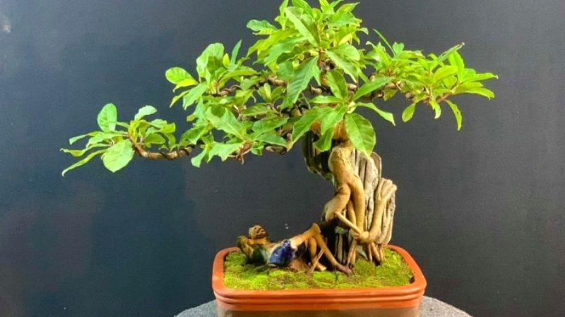 Bonsai Lộc Vừng mang nhiều lộc